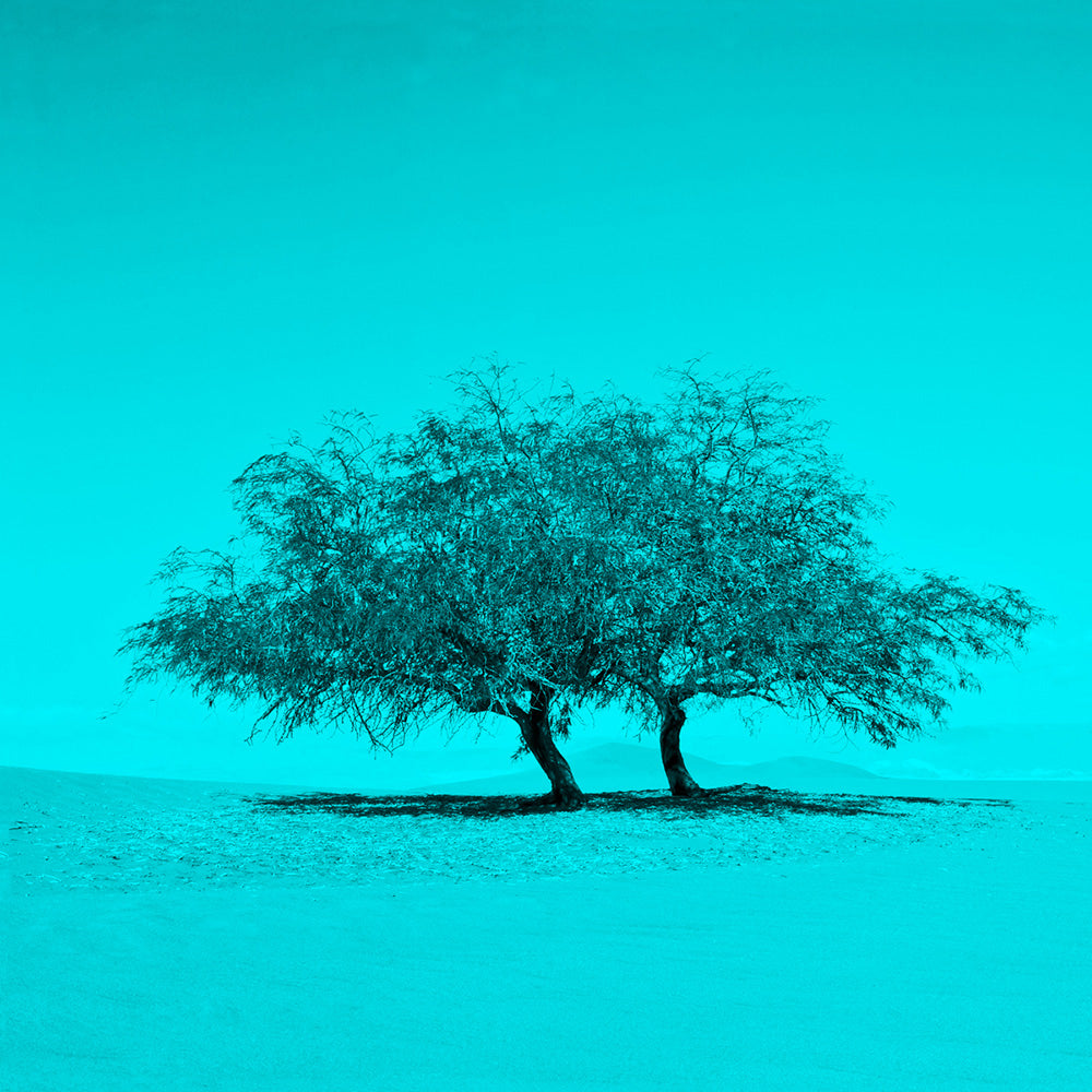 Serie Árboles de Tulor Celeste