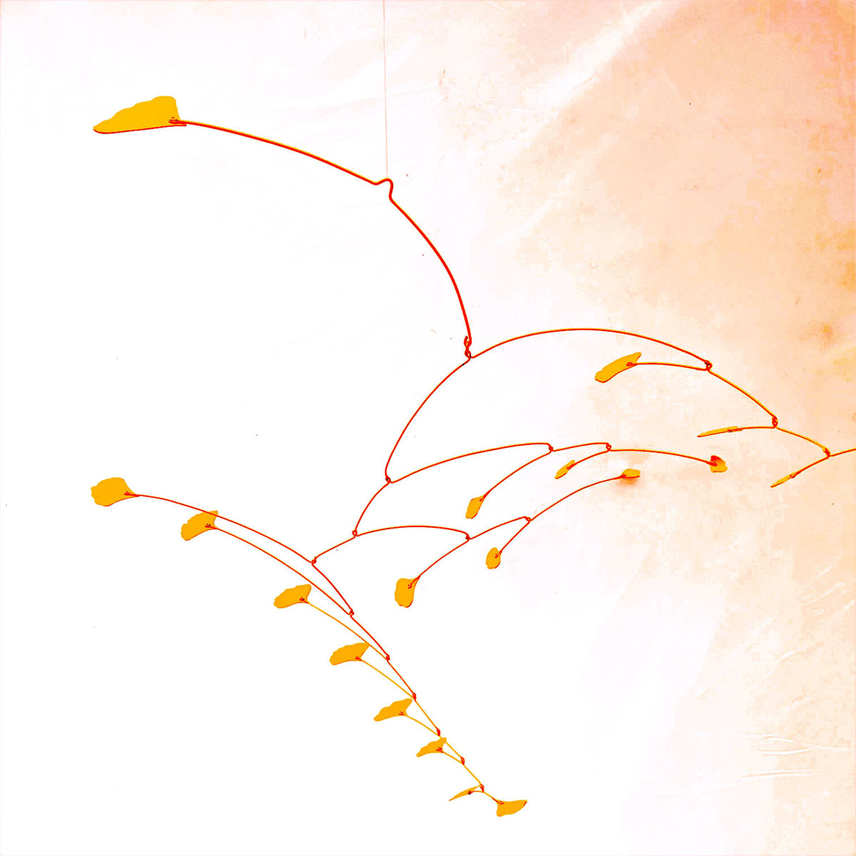 Gingko