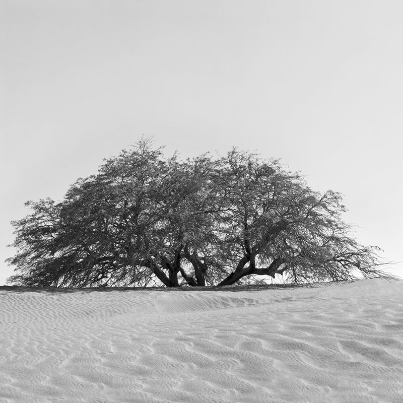 Memorial Natural