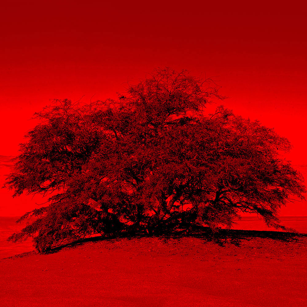 Joaquín Vio Memoria Natural 2
