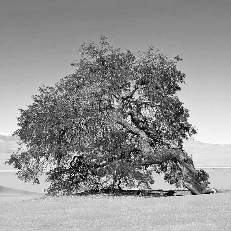 Serie Árboles de Tulor