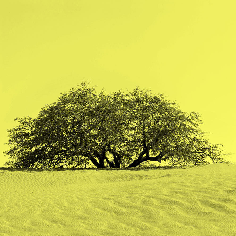Serie Árboles de Tulor Amarillo